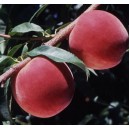 Brzoskwinia Redhaven